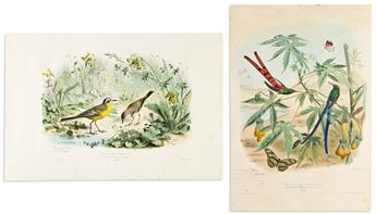 (BIRDS.) Édouard Travies. Group of 6 hand-colored lithographed plates,